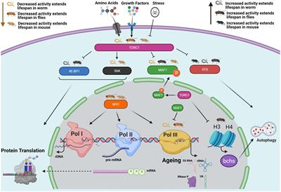 RNA Polymerase III, Ageing and Longevity